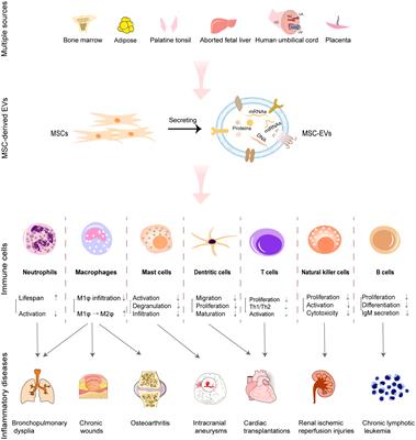 Immunomodulatory potential of mesenchymal stem cell-derived extracellular vesicles: Targeting immune cells